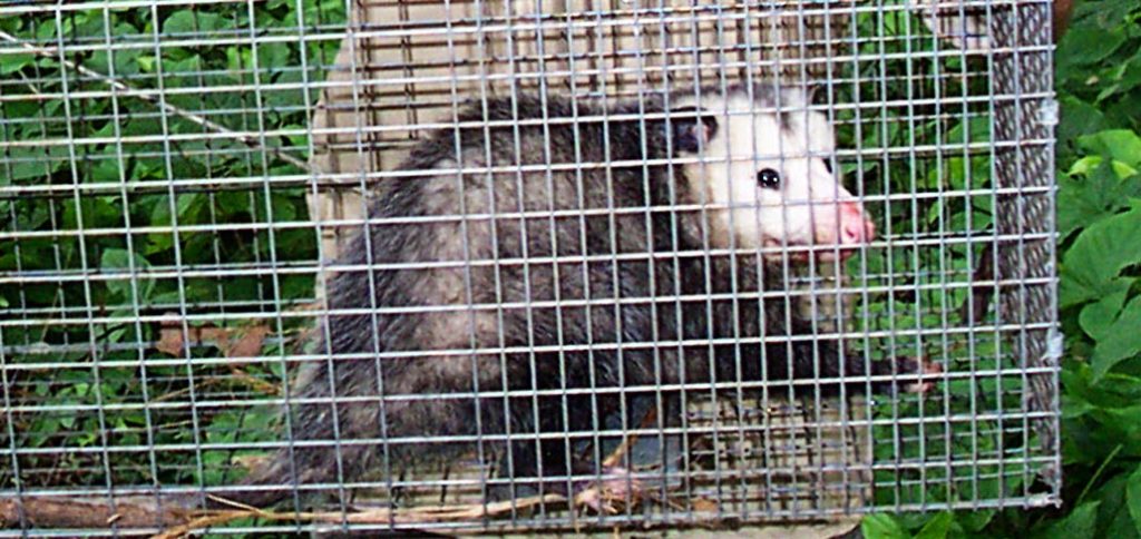 How To Get Rid Of Possums In The Garden - Winslowsoul